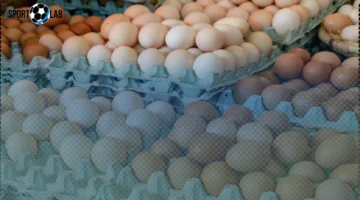 سعر كرتونة البيض في بورصة الدواجن اليوم 21-11-2025 يشهد استقرارًا ملحوظًا